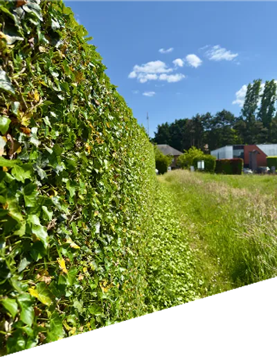 Vakkundig tuinonderhoud